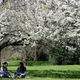 Two women enjoy a picnic under a tree in blossom on a sunny day in Regent's Park in London